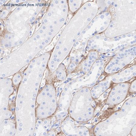 HUABIO HA751454 image 3