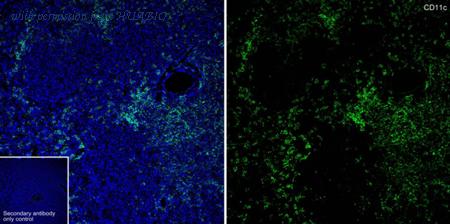 HUABIO HA751461 image 2