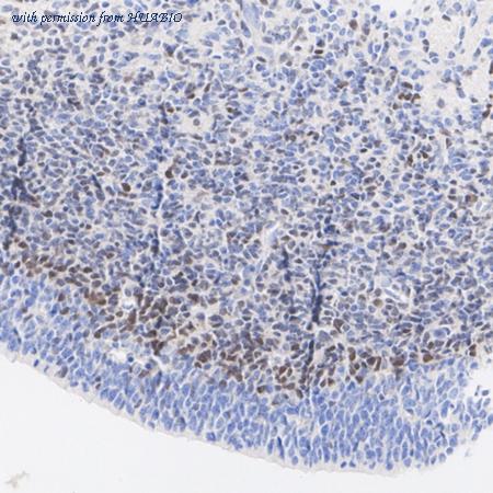 HUABIO HA751466 image 2