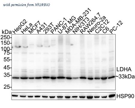 HUABIO HA751477 image 1