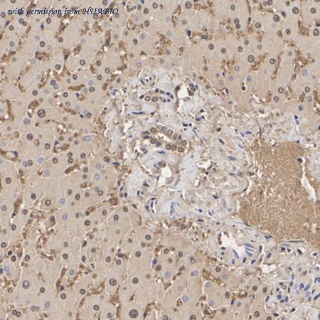 HUABIO HA751477 image 3