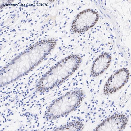 HUABIO HA751478 image 3