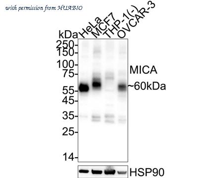 HUABIO HA751479 image 1