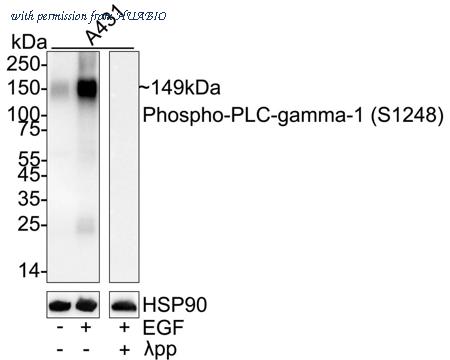 HUABIO HA751481 image 1