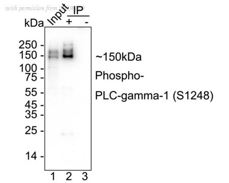 HUABIO HA751481 image 2