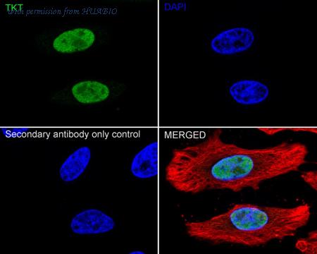HUABIO HA751483 image 2