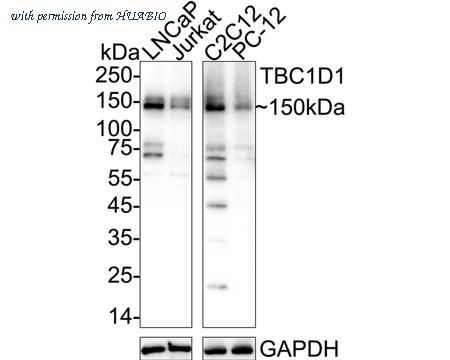 HUABIO HA751484 image 1