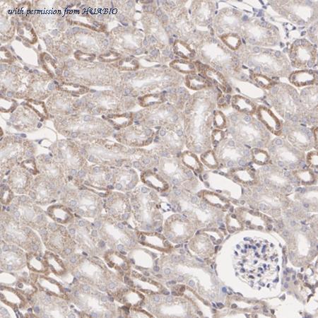 HUABIO HA751484 image 2