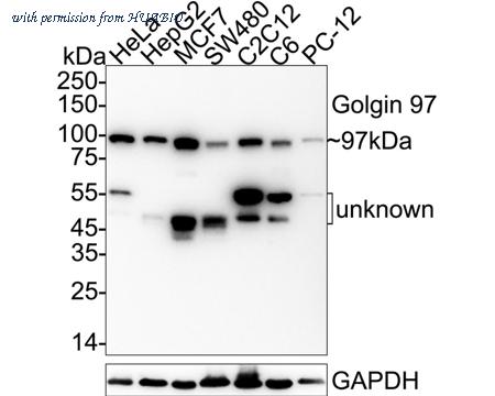 HUABIO HA751486 image 1