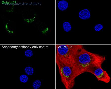 HUABIO HA751486 image 3