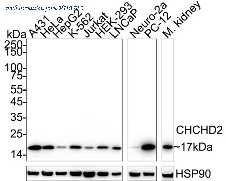 HUABIO HA751489 image 1