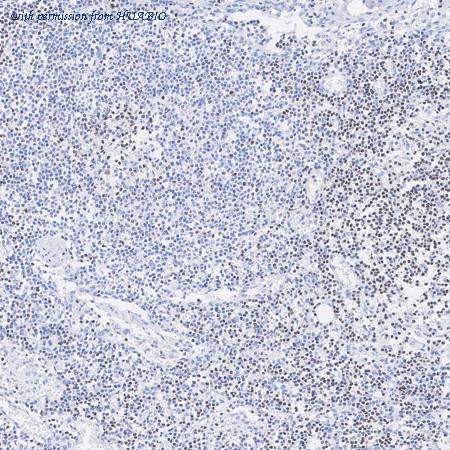 HUABIO HA751491 image 2