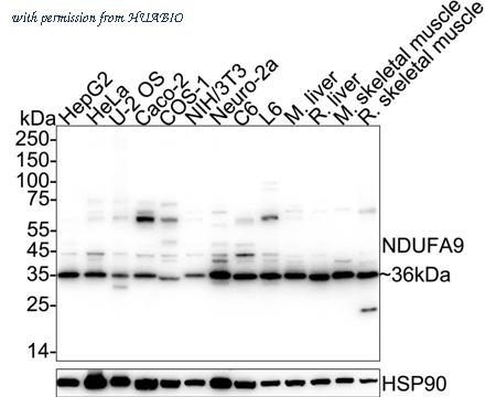 HUABIO HA751502 image 1