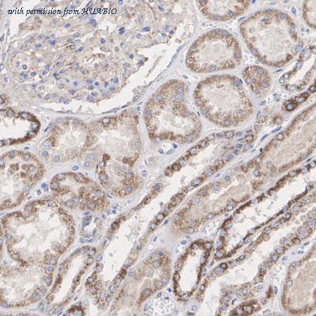 HUABIO HA751502 image 3