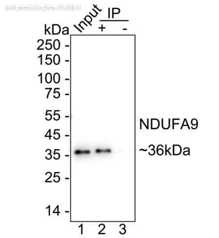 HUABIO HA751503 image 2