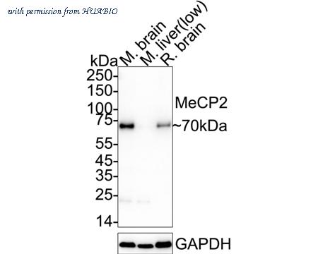 HUABIO HA751507 image 1