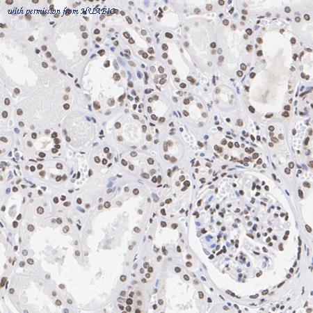 HUABIO HA751507 image 2