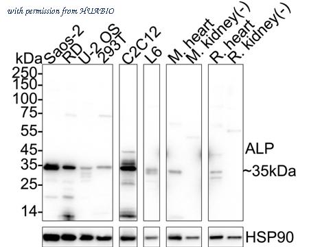 HUABIO HA751517 image 1