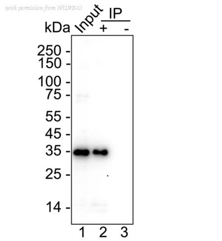 HUABIO HA751517 image 2