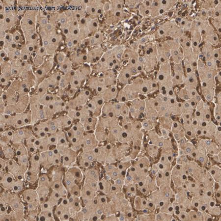 HUABIO HA751520 image 3