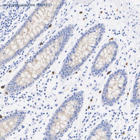 HUABIO HA751529 image 2