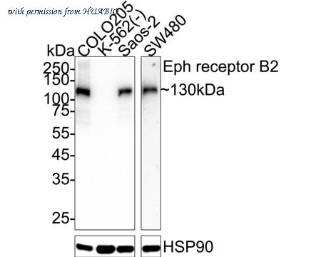 HUABIO HA751535 image 1