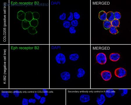 HUABIO HA751535 image 2