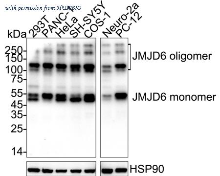 HUABIO HA751541 image 1