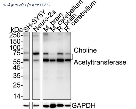 HUABIO HA751543 image 1