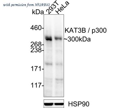 HUABIO HA751552 image 1