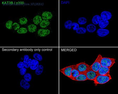HUABIO HA751553 image 2