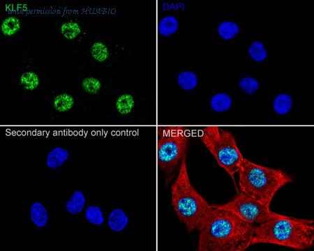 HUABIO HA751557 image 3