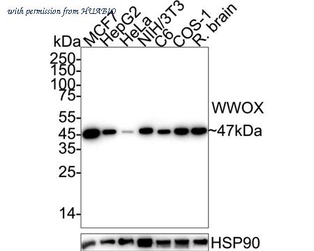 HUABIO HA751558 image 1