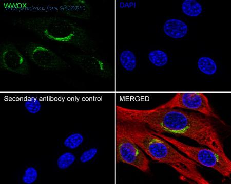 HUABIO HA751558 image 2