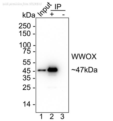HUABIO HA751558 image 3