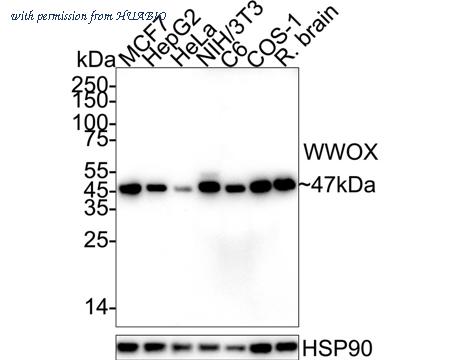 HUABIO HA751559 image 1