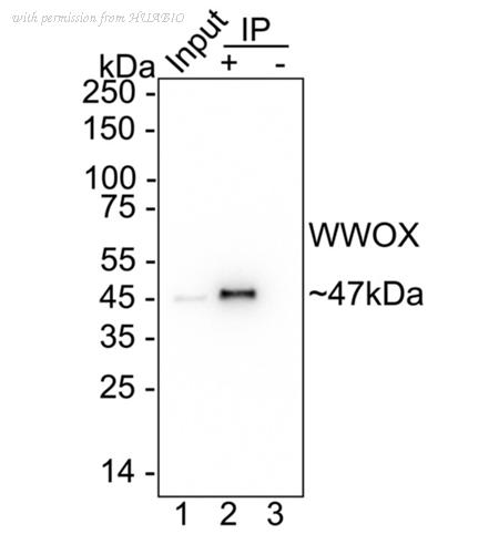 HUABIO HA751559 image 2