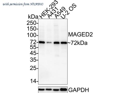 HUABIO HA751566 image 1