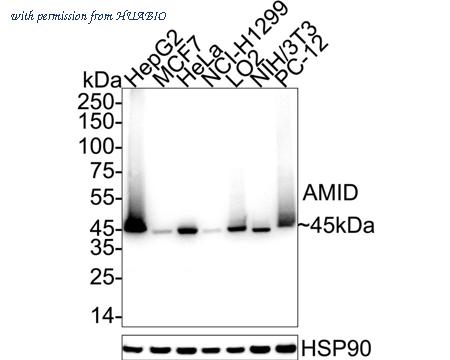 HUABIO HA751571 image 1
