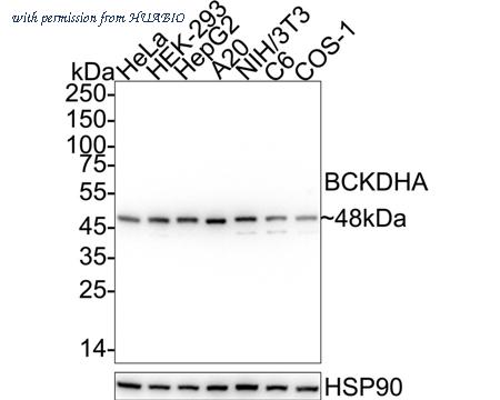 HUABIO HA751573 image 1