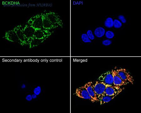 HUABIO HA751573 image 2