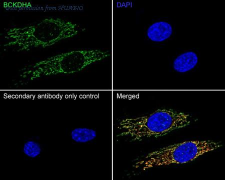 HUABIO HA751573 image 3