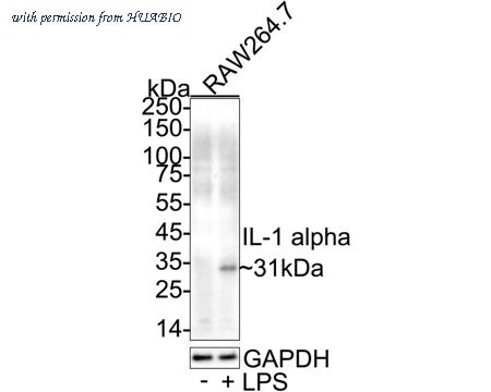 HUABIO HA751576 image 1