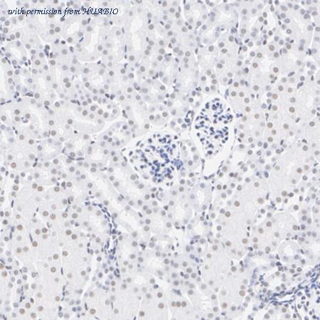 HUABIO HA751586 image 3