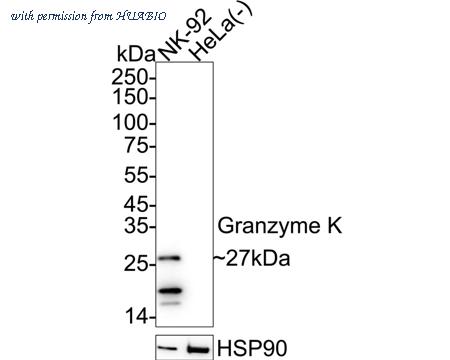 HUABIO HA751596 image 1