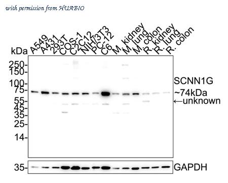HUABIO HA751597 image 1