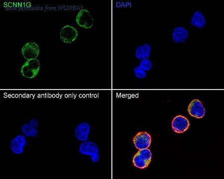 HUABIO HA751597 image 3