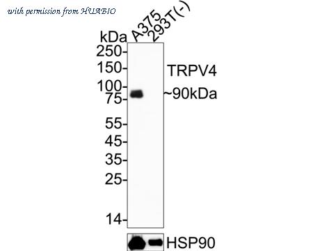 HUABIO HA751600 image 1