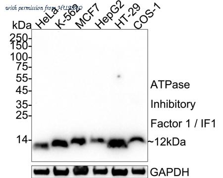 HUABIO HA751608 image 1