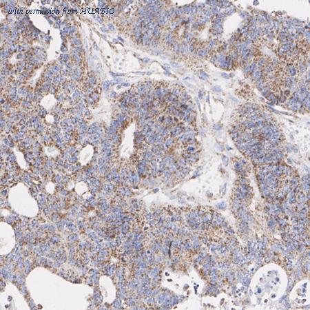 HUABIO HA751608 image 3